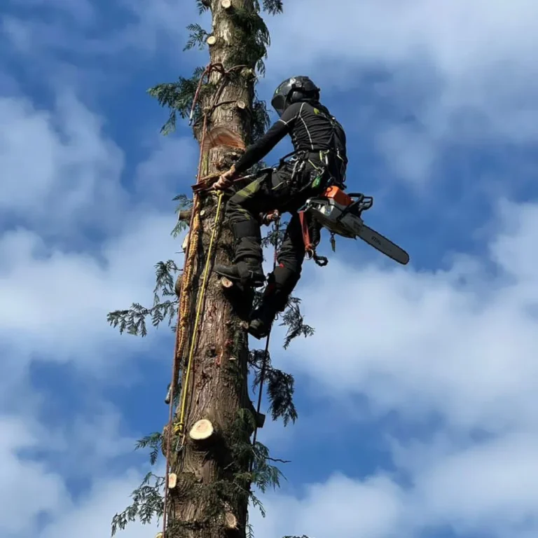 Tree surgeon working high in a tree