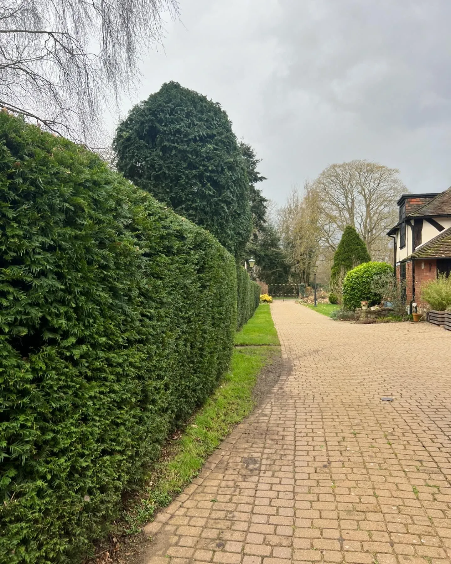 Hedge Cutting in Maidstone, Kent