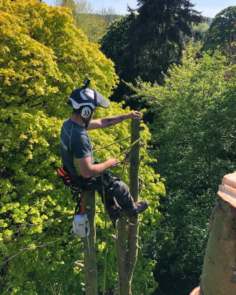 Climber removing storm-damaged limbs