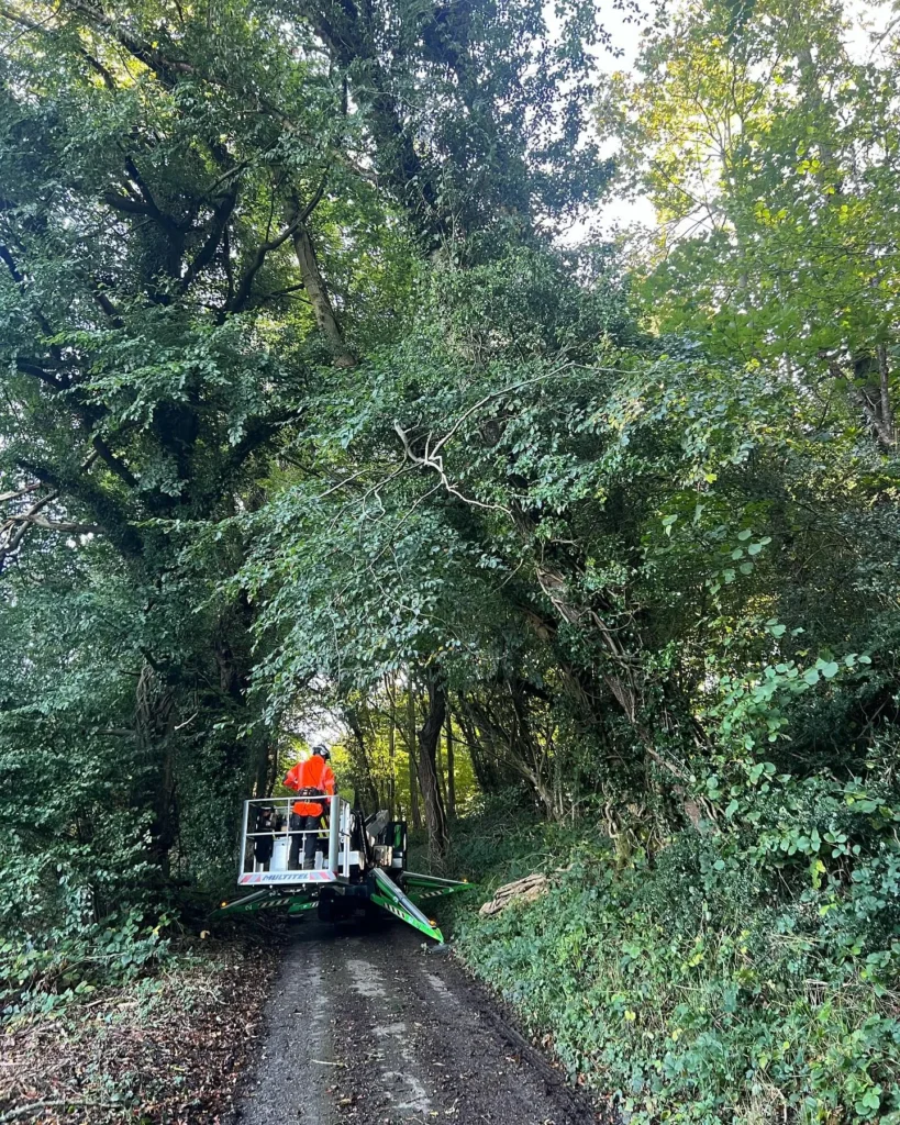 Tree Surgery Bearsted
