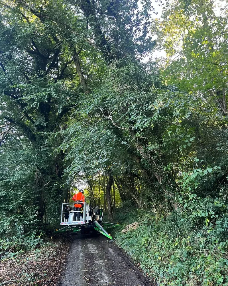 Emergency Tree Surgeon in Maidstone