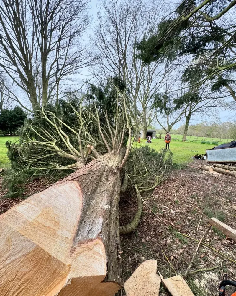 Tree Removal in Maidstone