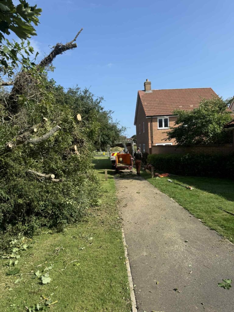 Fallen Ash Tree on Busy School Route in Maidstone
