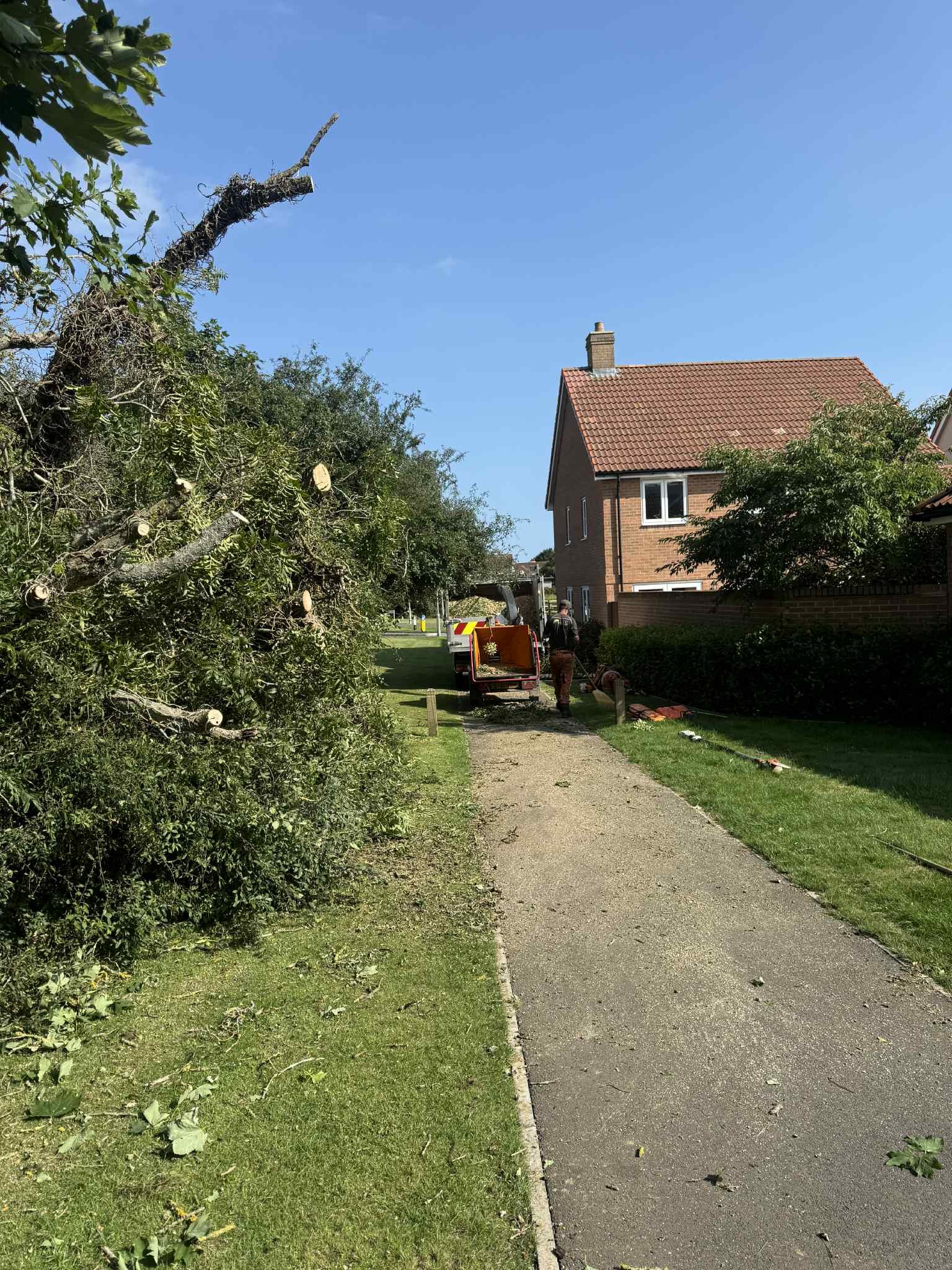 Fallen Ash Tree on Busy School Route in Maidstone