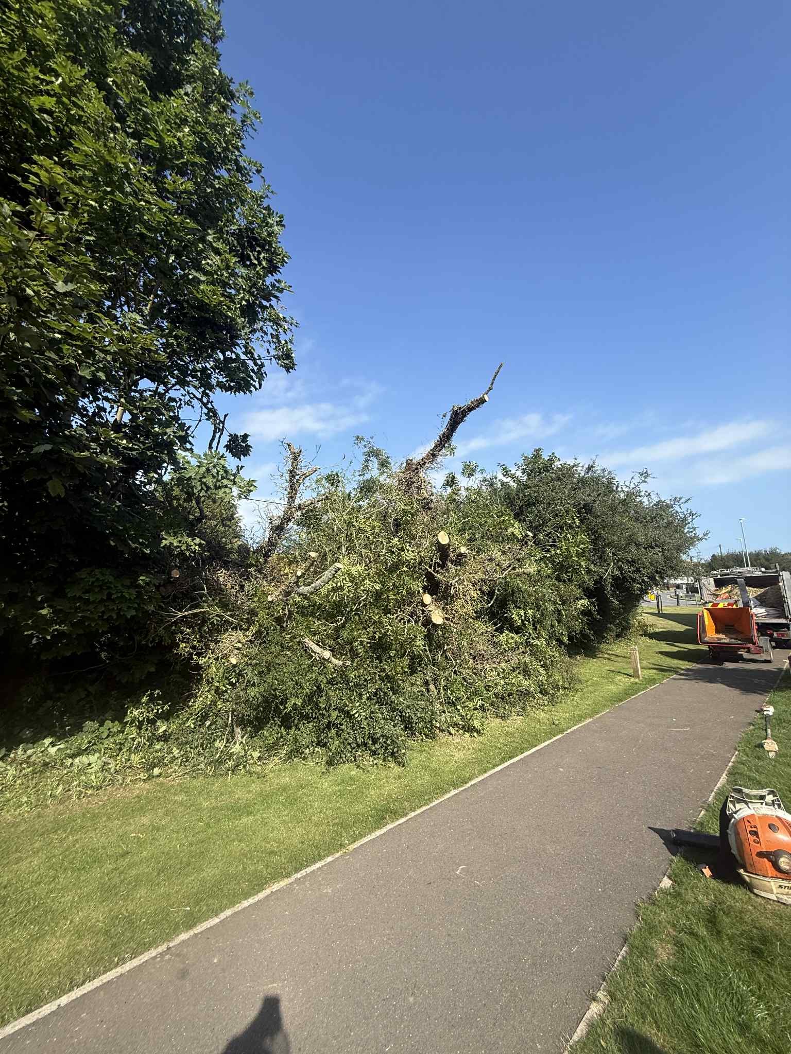 Fallen Ash Tree on Busy School Route in Maidstone