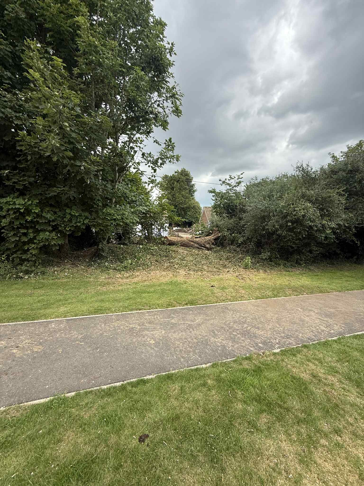 Fallen Ash Tree on Busy School Route in Maidstone