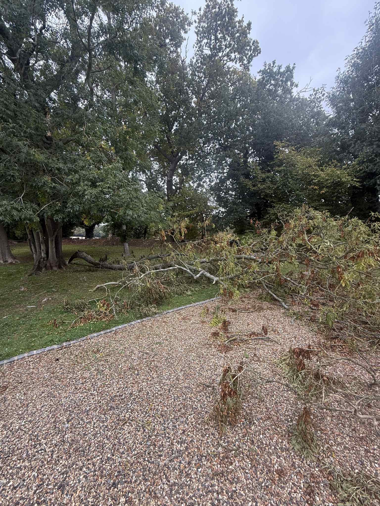 Bearsted Tree Surgeons – Maidstone Tree Surgeons in action cutting trees and hedge maintenance