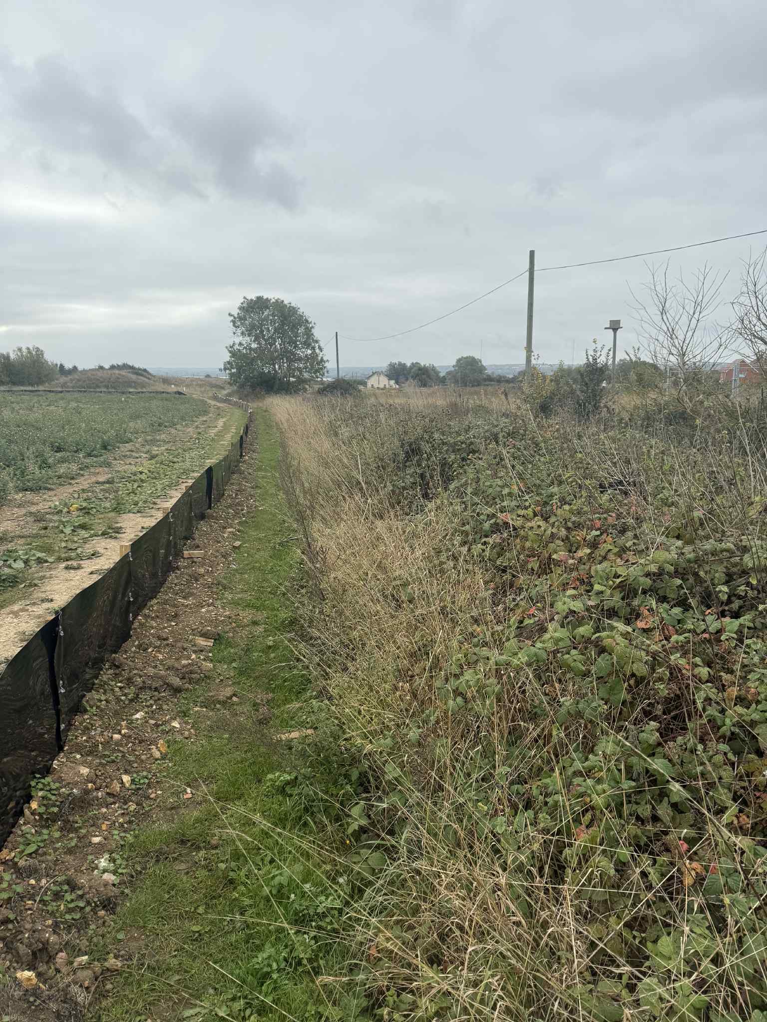 Bearsted Tree Surgeons – Maidstone Tree Surgeons in action cutting trees and hedge maintenance
