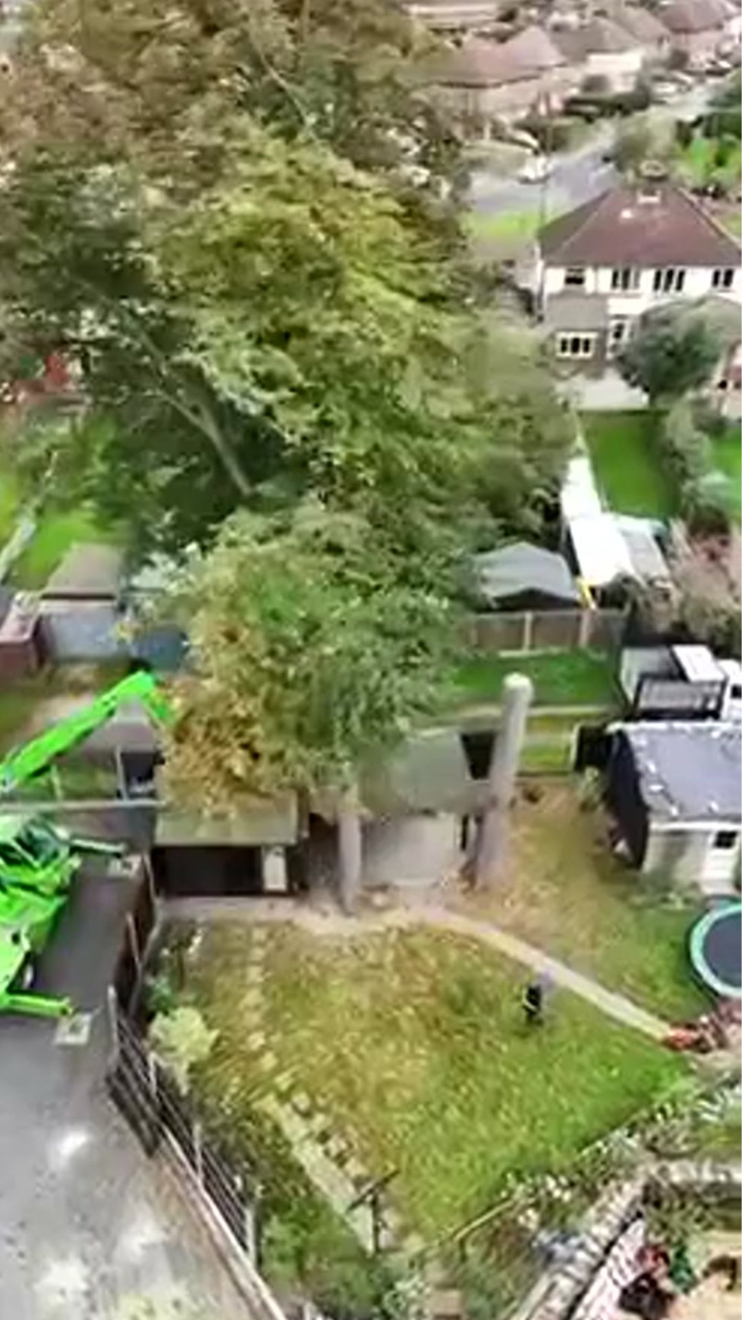 90FT LIME TREE REMOVAL IN MAIDSTONE