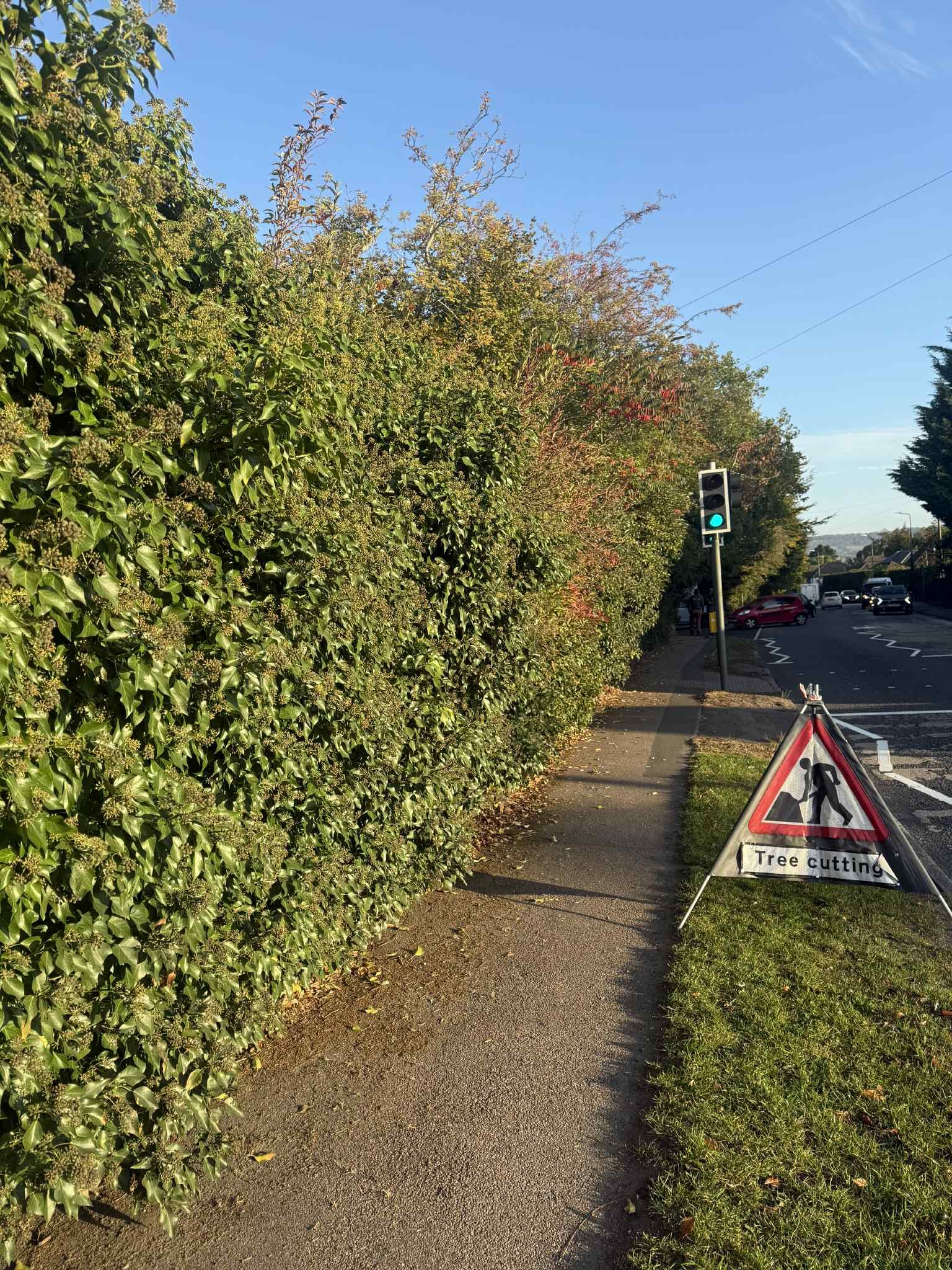 Hedge Maintenance in Maidstone