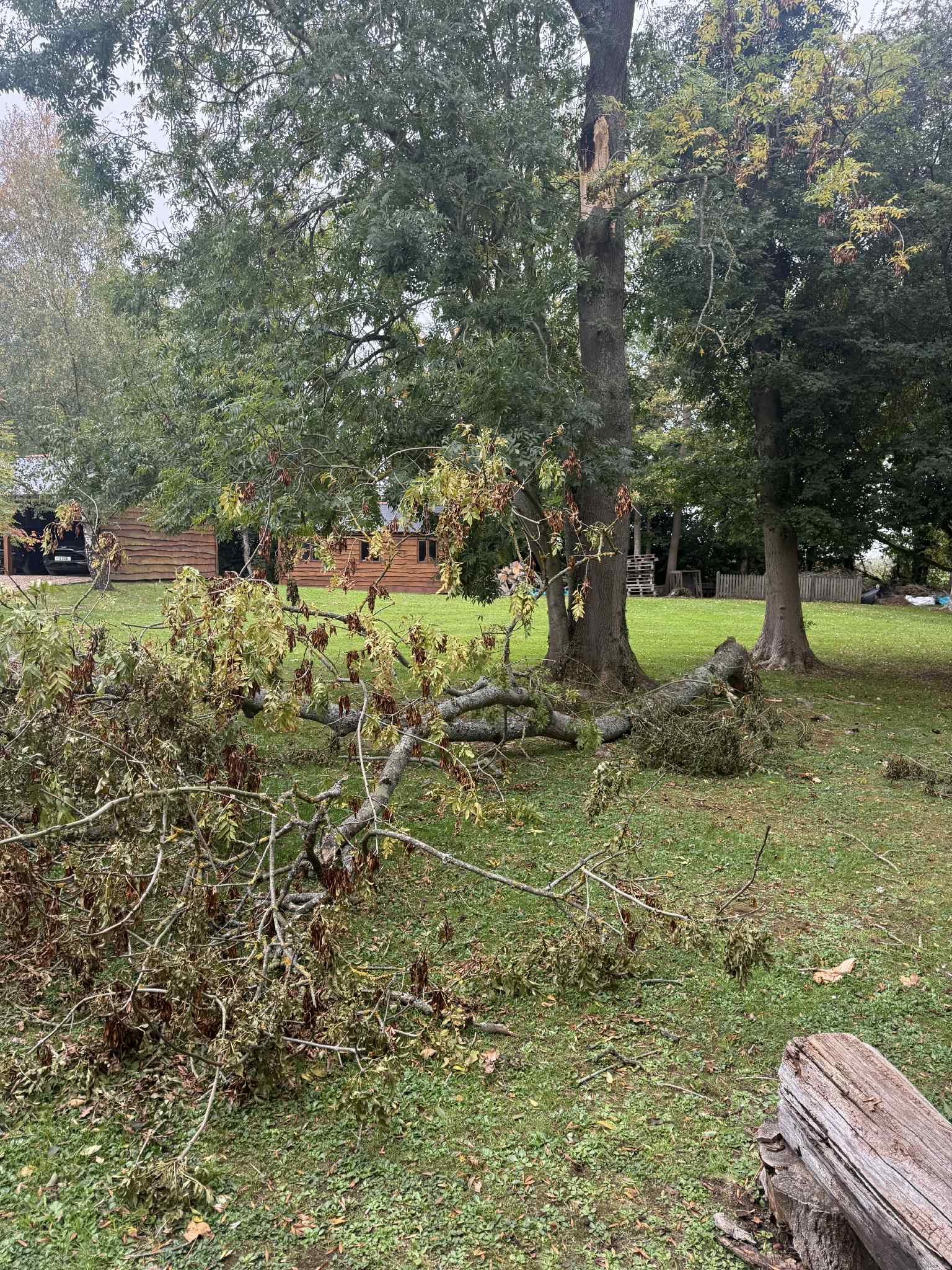 Bearsted Tree Surgeons - Maidstone Tree Surgeons in action cutting trees and hedge maintenance