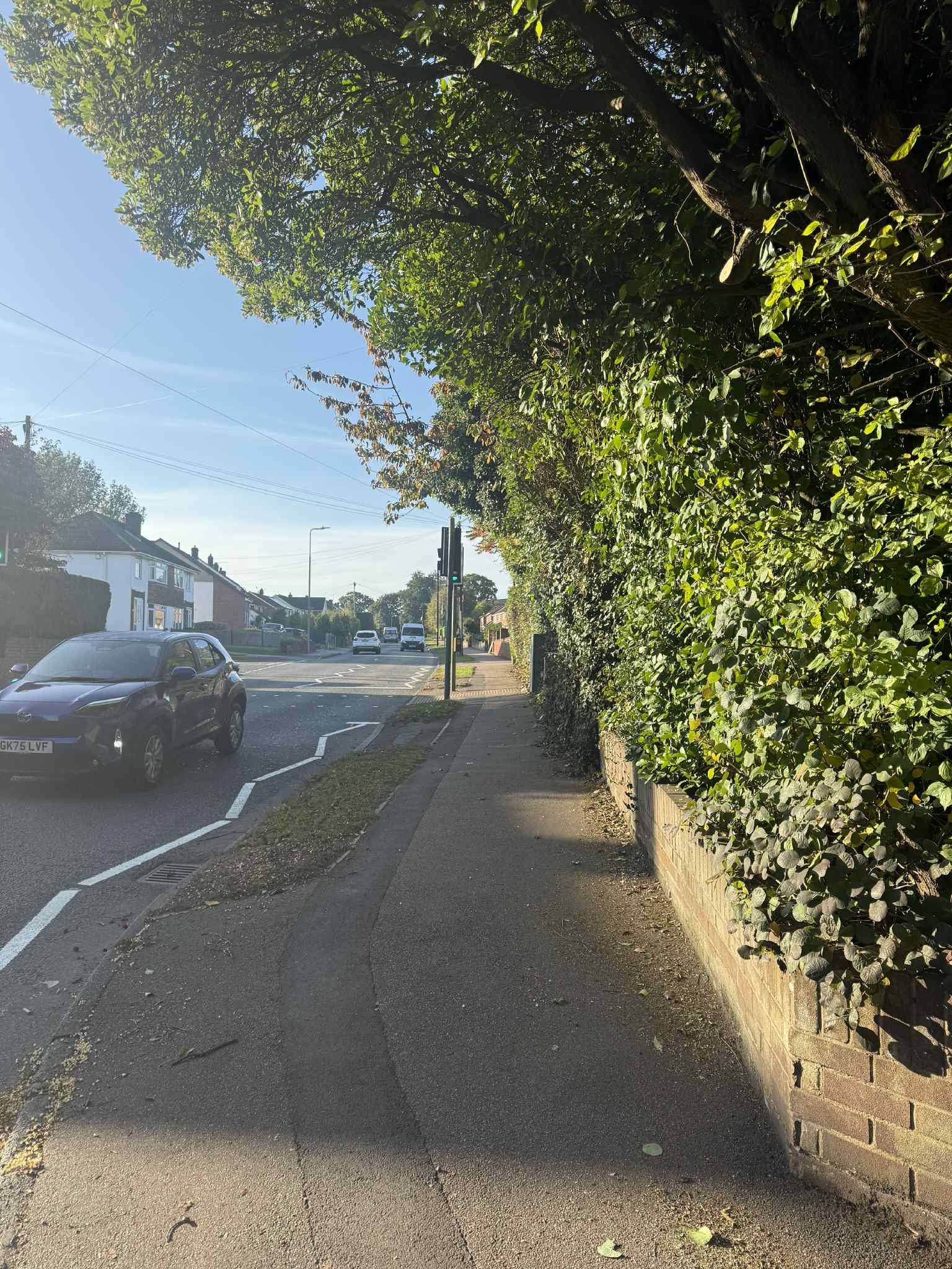 Hedge Maintenance in Maidstone