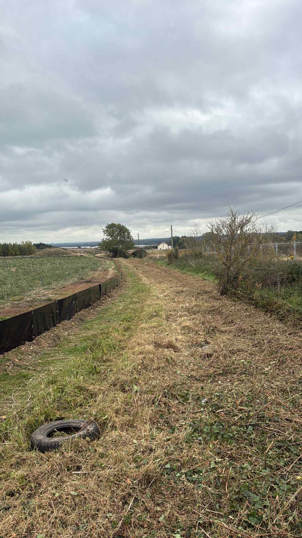 Maidstone Tree Surgeons Tree Surgery Trimming