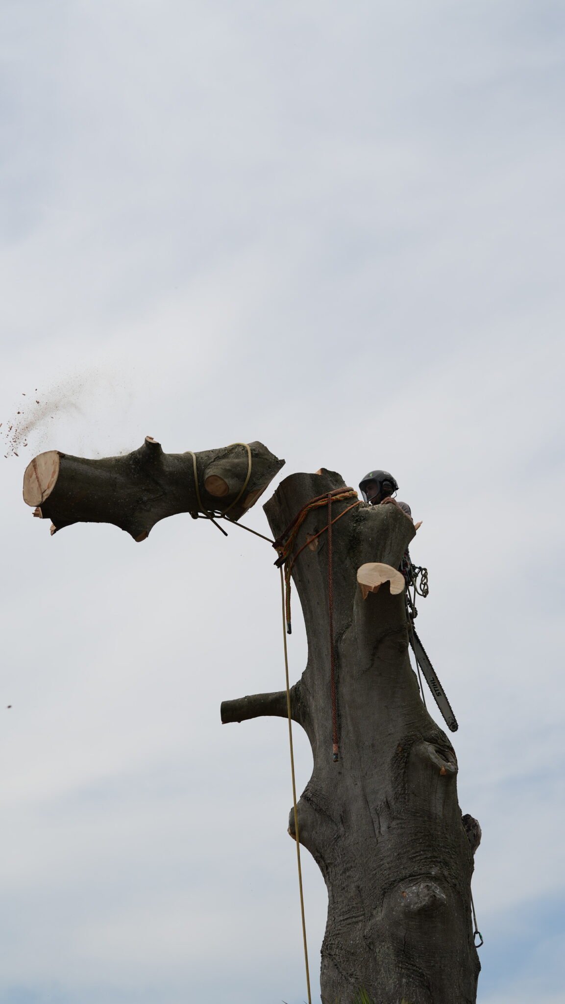 Tree surgeon taking down a damaged tree in sections